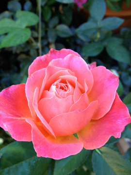 pink rose